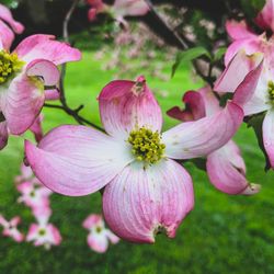 Close-up of pink flowering plant