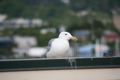 Close-up of seagull perching on retaining wall