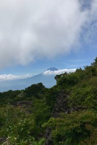 Low angle view of trees on mountain against sky