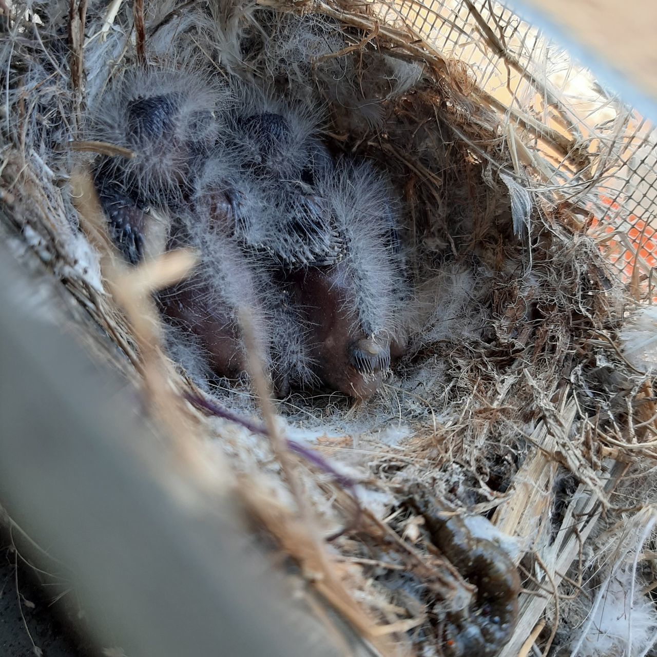 CLOSE-UP OF A BIRD HOUSE