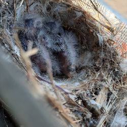 High angle view of birds in nest