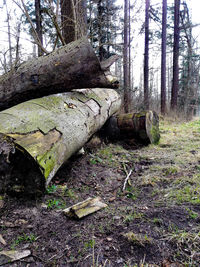 Tree trunk in forest