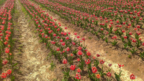 Red flowering plant in field