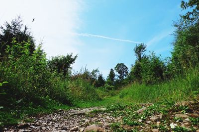 Scenic view of grassy field against sky