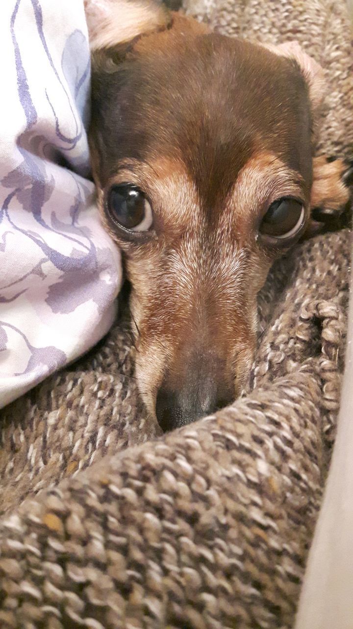 CLOSE-UP PORTRAIT OF DOG AT HOME