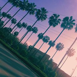 Low angle view of palm trees against sky