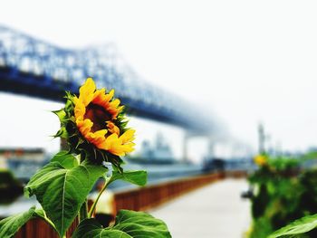 Close-up of yellow flowers blooming against clear sky