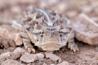 Close-up of insect on land