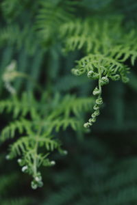 Close-up of fern