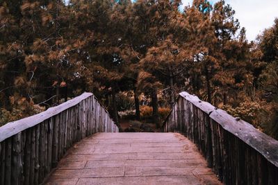 Footbridge amidst trees in forest