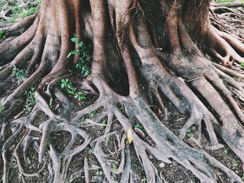 Close-up of tree trunk