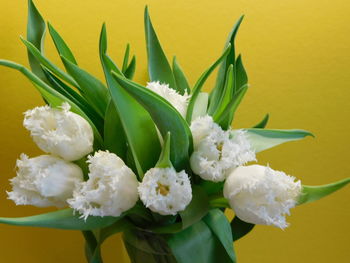 Close-up of white flowering plant