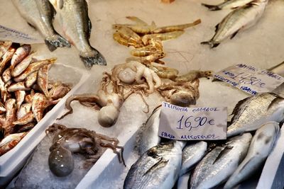 High angle view of seafood for sale at market stall