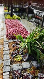 View of flowering plants at market stall