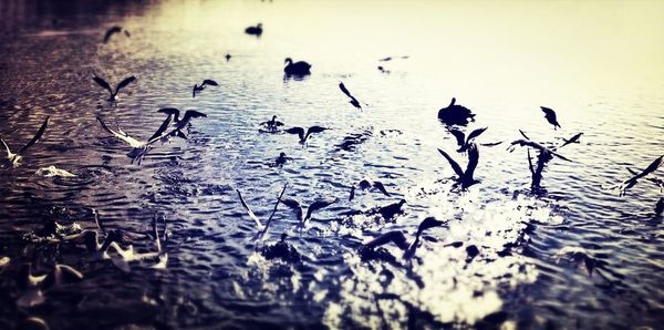 Bird in water