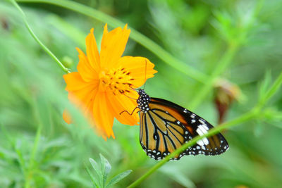 Close-up of butterfly pollinating on flower