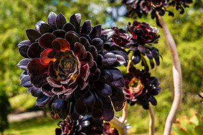 Close-up of flowers