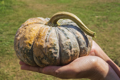 Pumpkin laying on hand is background grass.