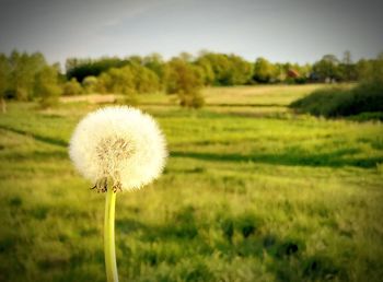 Close-up of dandelion flower on field