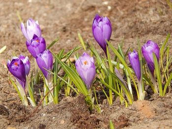 Close-up of purple flowers blooming in field