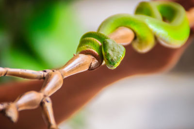 Close-up of succulent plant