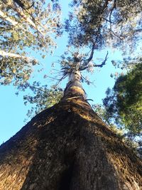 Low angle view of tree against sky