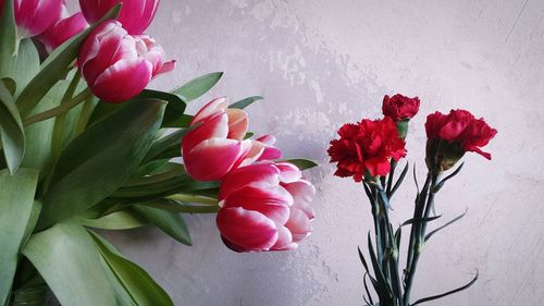 Close-up of red flowers