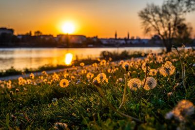 View of flowering plants against sky during sunset