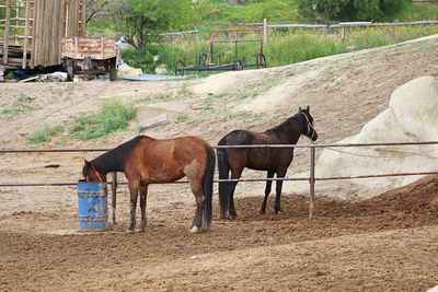 Horse standing on field