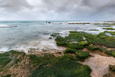 Rocks covered with green plants. palmahim beach, mediterranean sea. israel.