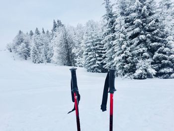 Red trekking poles with forest covered in snow in the background