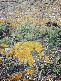 High angle view of plant growing on grass