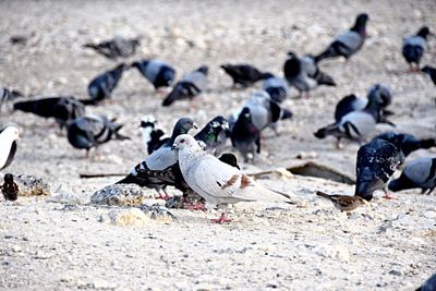 Flock of birds on sand