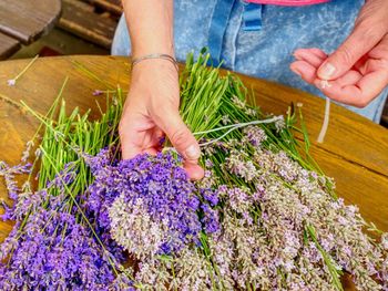 Blooming healing lavender plants ready to bid into bunch . purple herbal stalks on agriculture farm