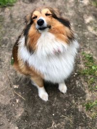 High angle view of dog standing on field