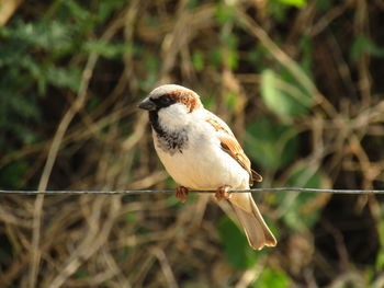 Close-up of bird perching on twig