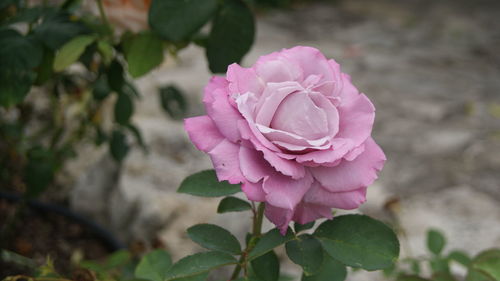 Close-up of pink rose