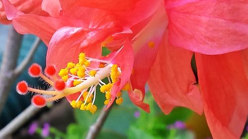 Close-up of red flower