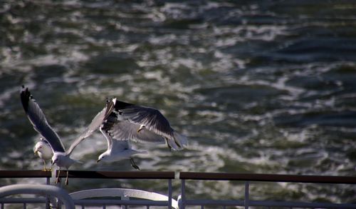 Close-up of bird flying