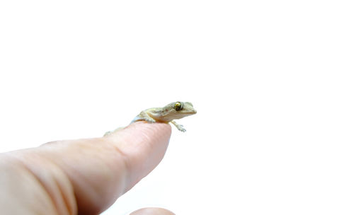 Close-up of hand holding small over white background