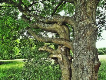 View of tree trunk
