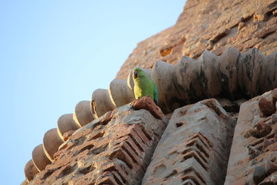 Low angle view of bird perching on rock