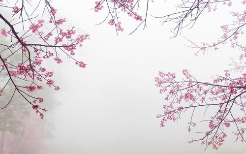 Low angle view of cherry blossoms against sky