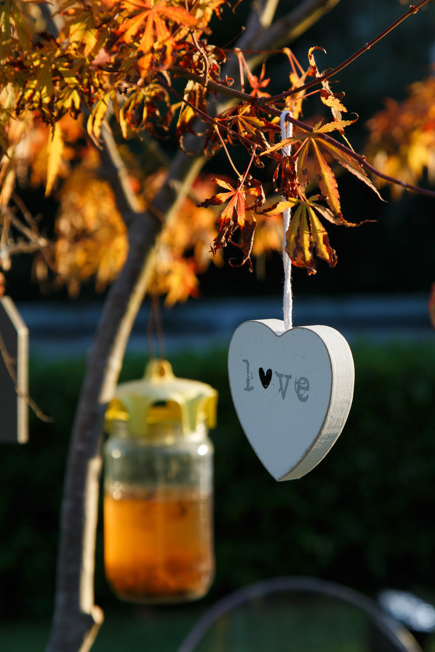 CLOSE-UP OF HEART SHAPE HANGING FROM TREE