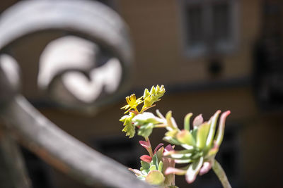 Close-up of flowers against blurred background