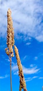 Close-up of plant against sky