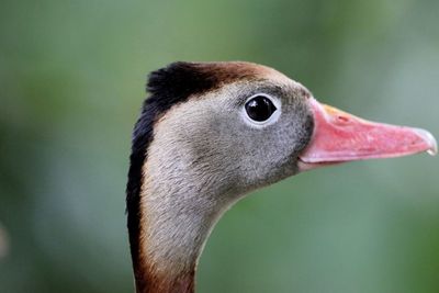 Close-up of bird against blurred background