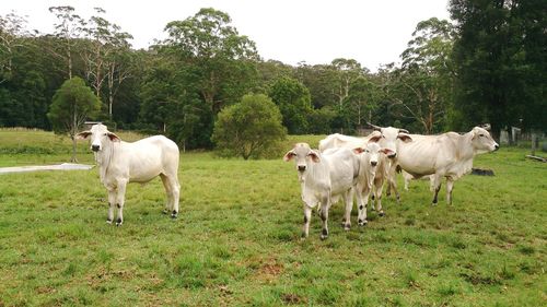 Cows standing in a field