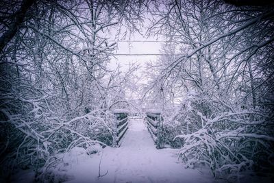 Bare trees on snow covered land