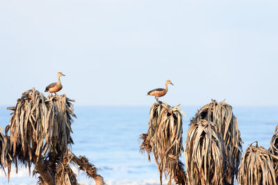 Birds perching on the sea against sky